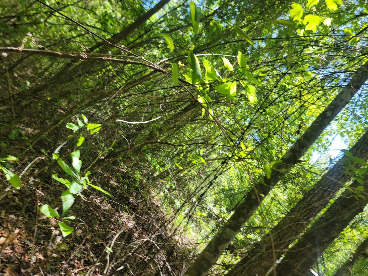 +/-160 Acres Recreation or Timberland