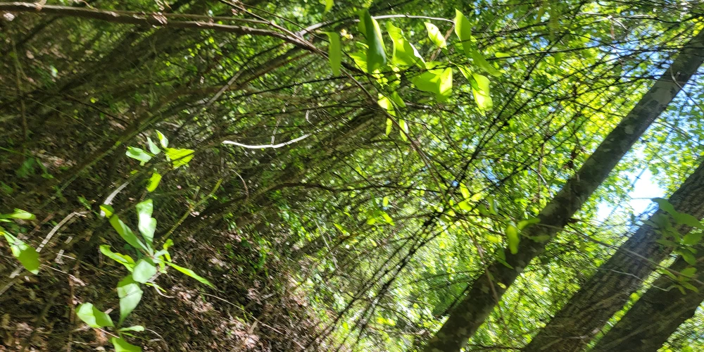 +/-160 Acres Recreation or Timberland