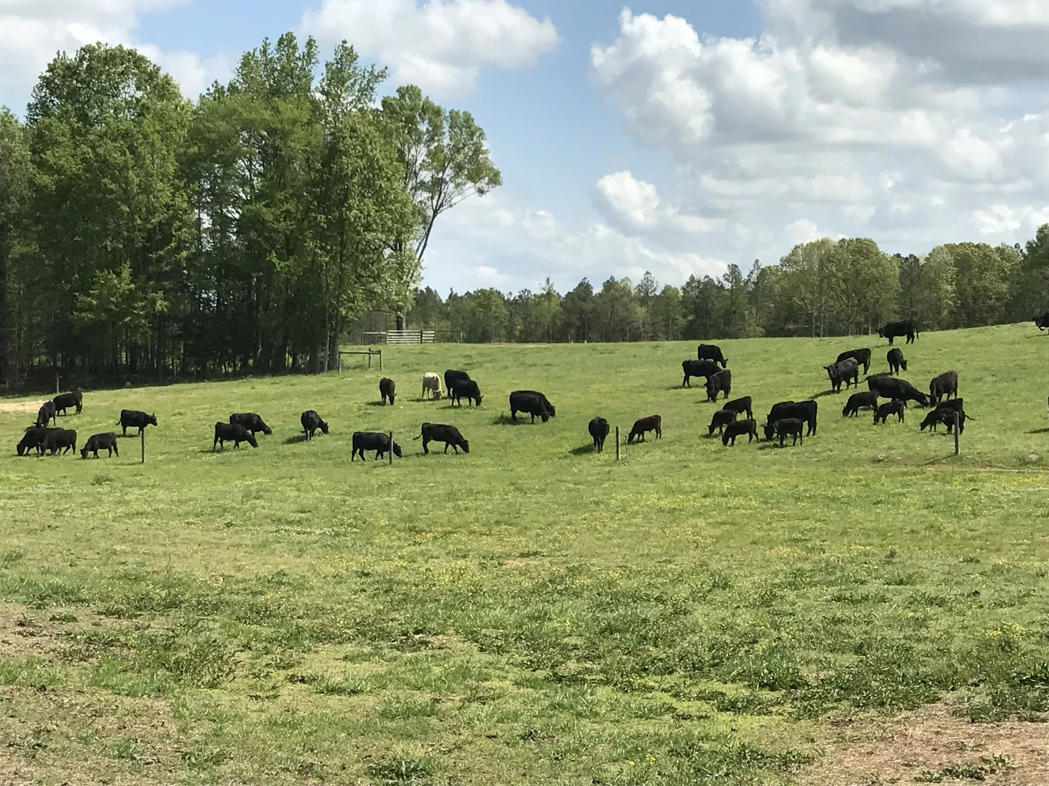 209.563 Acres Adjacent to and on the I-77 Interstate Corridor 40 Minutes South of Charlotte w/ 5 MWs Now Developable Tract