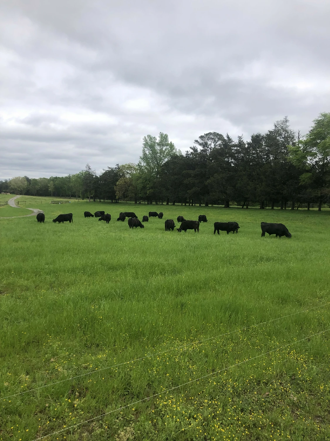 209.563 Acres Adjacent to and on the I-77 Interstate Corridor 40 Minutes South of Charlotte w/ 5 MWs Now Developable Tract