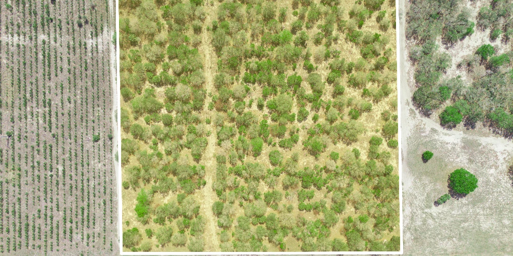 9.65± Acres on Friedlander Rd | Lake Wales- Polk County | Rural Homesite / Ag / Recreation