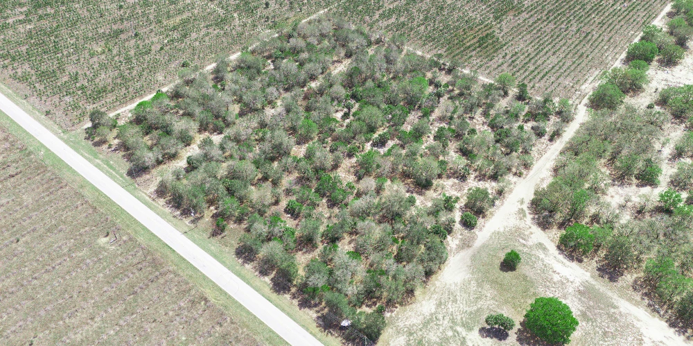 9.65± Acres on Friedlander Rd | Lake Wales- Polk County | Rural Homesite / Ag / Recreation