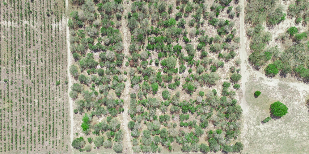 9.65± Acres on Friedlander Rd | Lake Wales- Polk County | Rural Homesite / Ag / Recreation