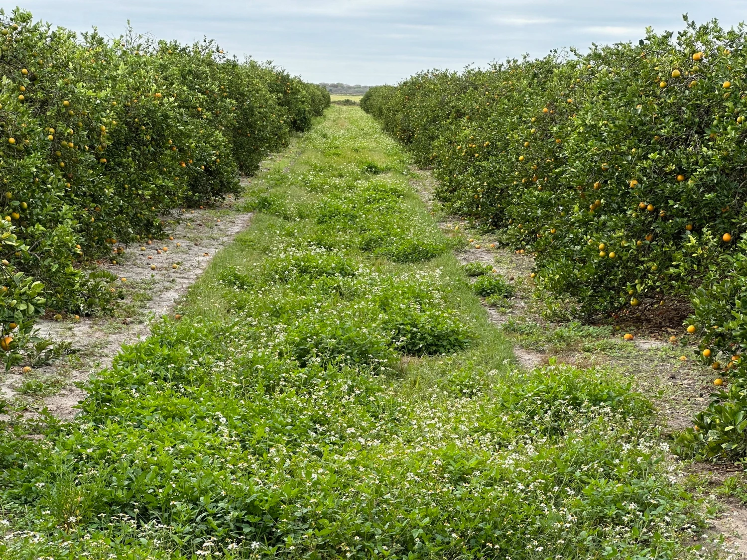 Hyatt Farms at Lake Kissimmee 1,660 +/- Acres