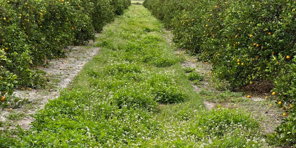 Hyatt Farms at Lake Kissimmee 1,660 +/- Acres