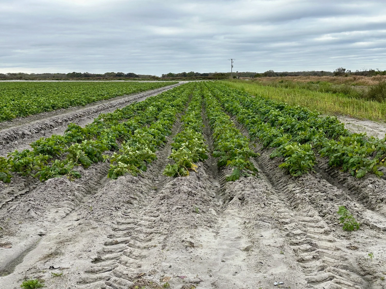 Hyatt Farms at Lake Kissimmee 1,660 +/- Acres