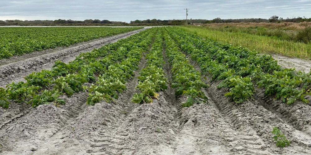 Hyatt Farms at Lake Kissimmee 1,660 +/- Acres