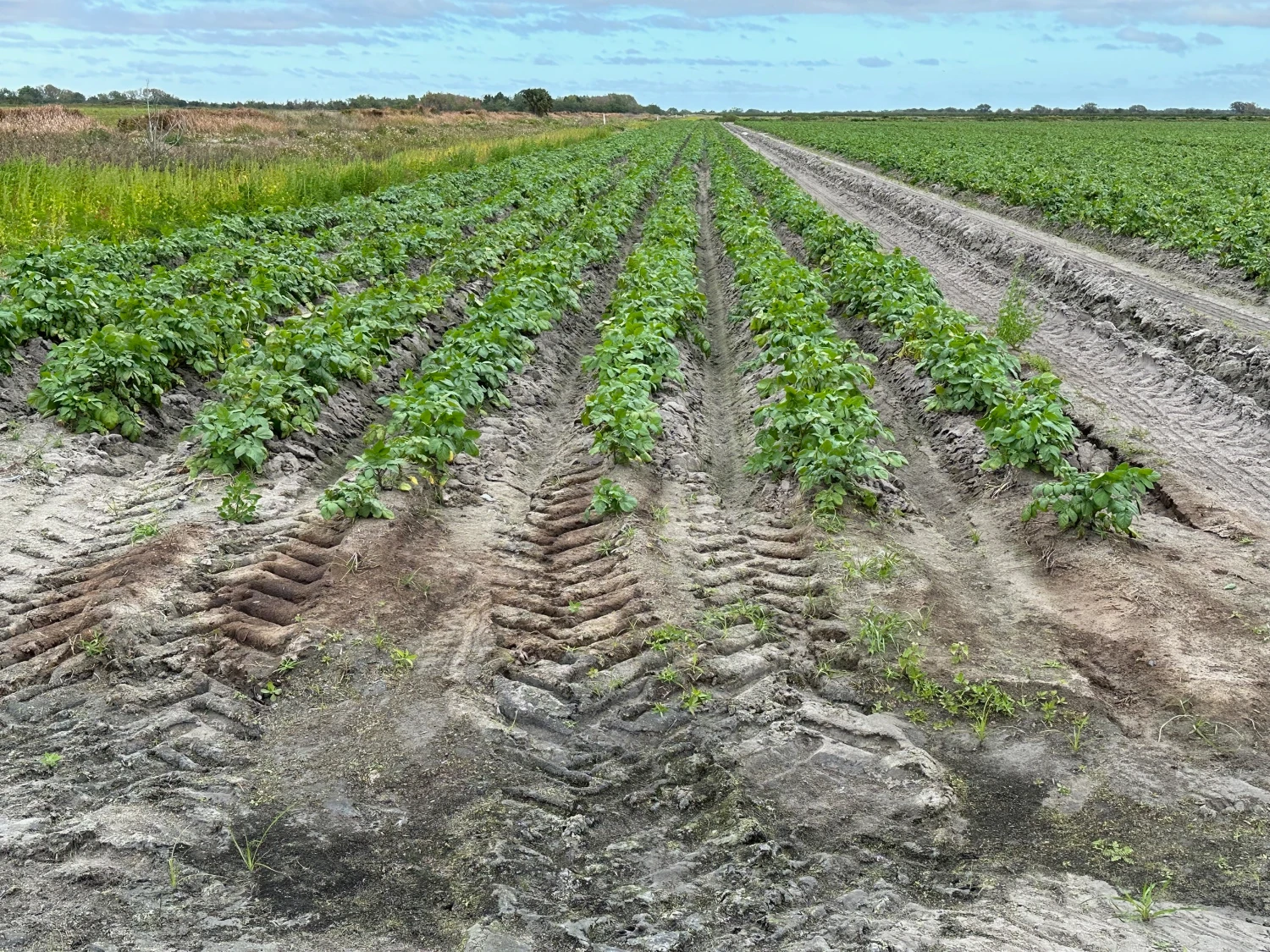 Hyatt Farms at Lake Kissimmee 1,660 +/- Acres