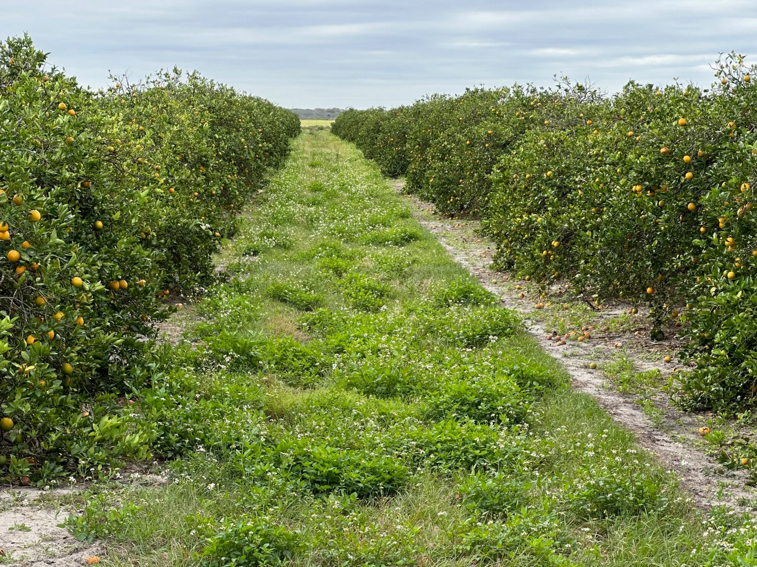 Hyatt Farms at Lake Kissimmee 1,660 +/- Acres