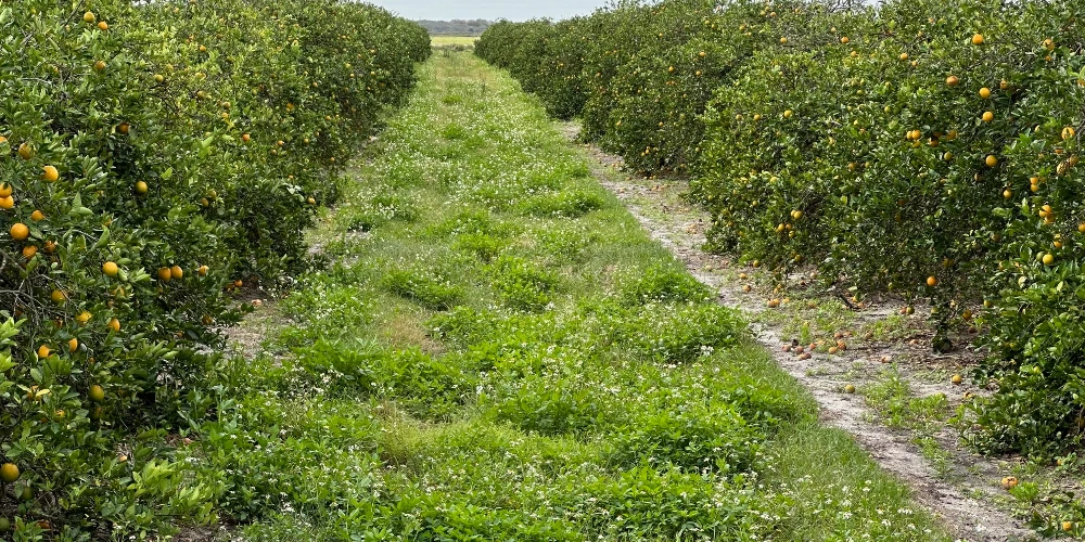 Hyatt Farms at Lake Kissimmee 1,660 +/- Acres