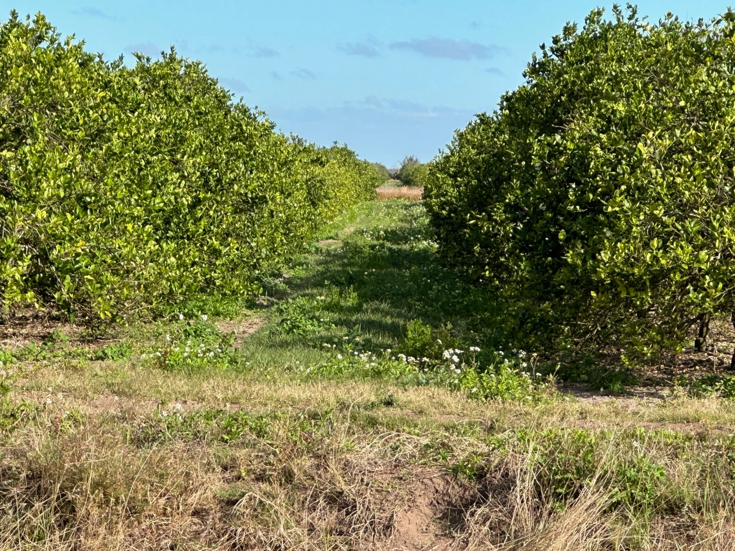 Hyatt Farms at Lake Kissimmee 1,660 +/- Acres