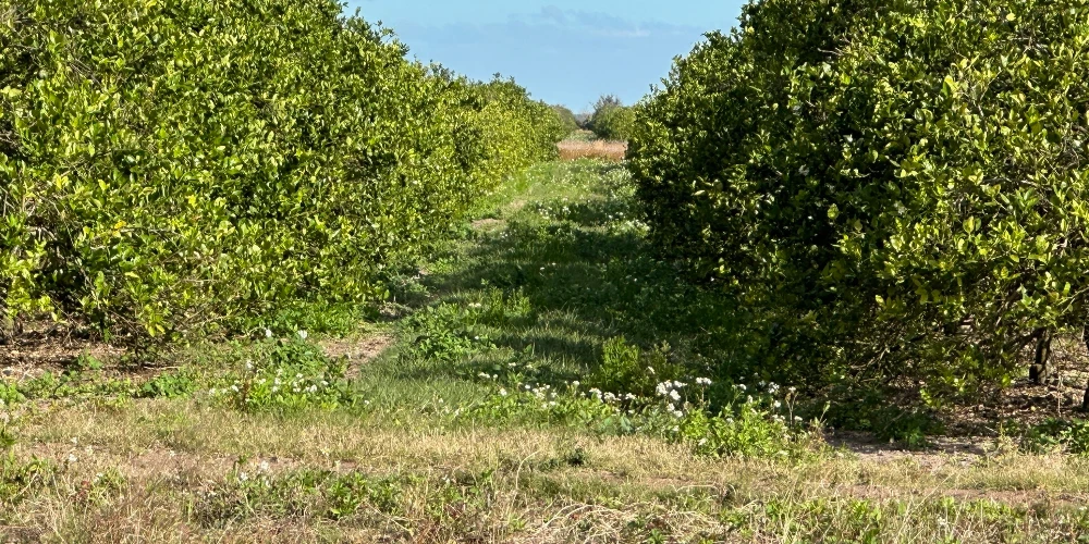 Hyatt Farms at Lake Kissimmee 1,660 +/- Acres