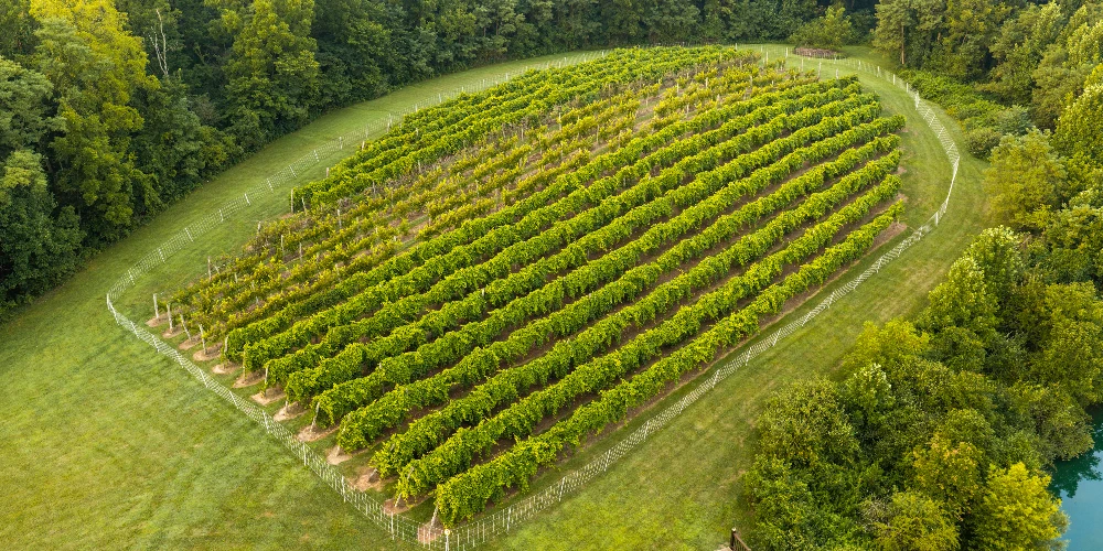 Shade Winery