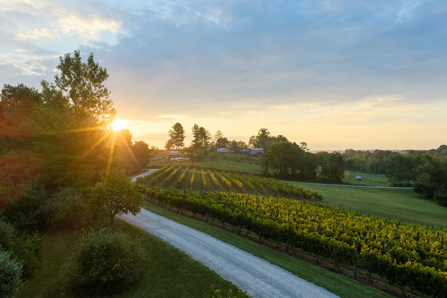 Shade Winery