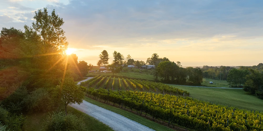 Shade Winery