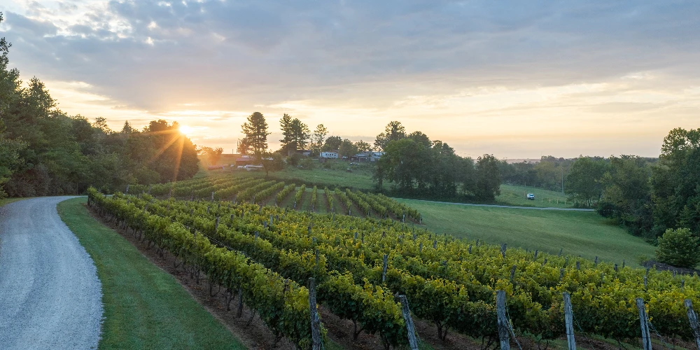 Shade Winery