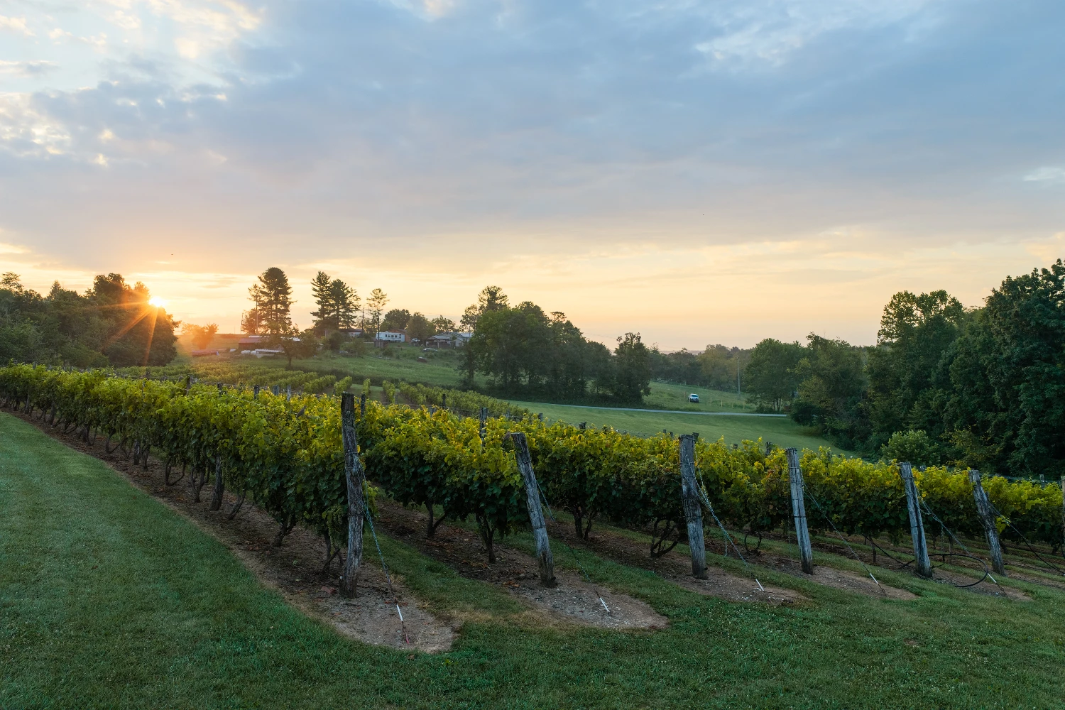 Shade Winery