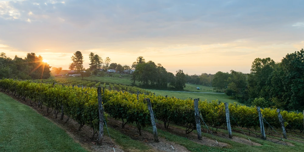 Shade Winery