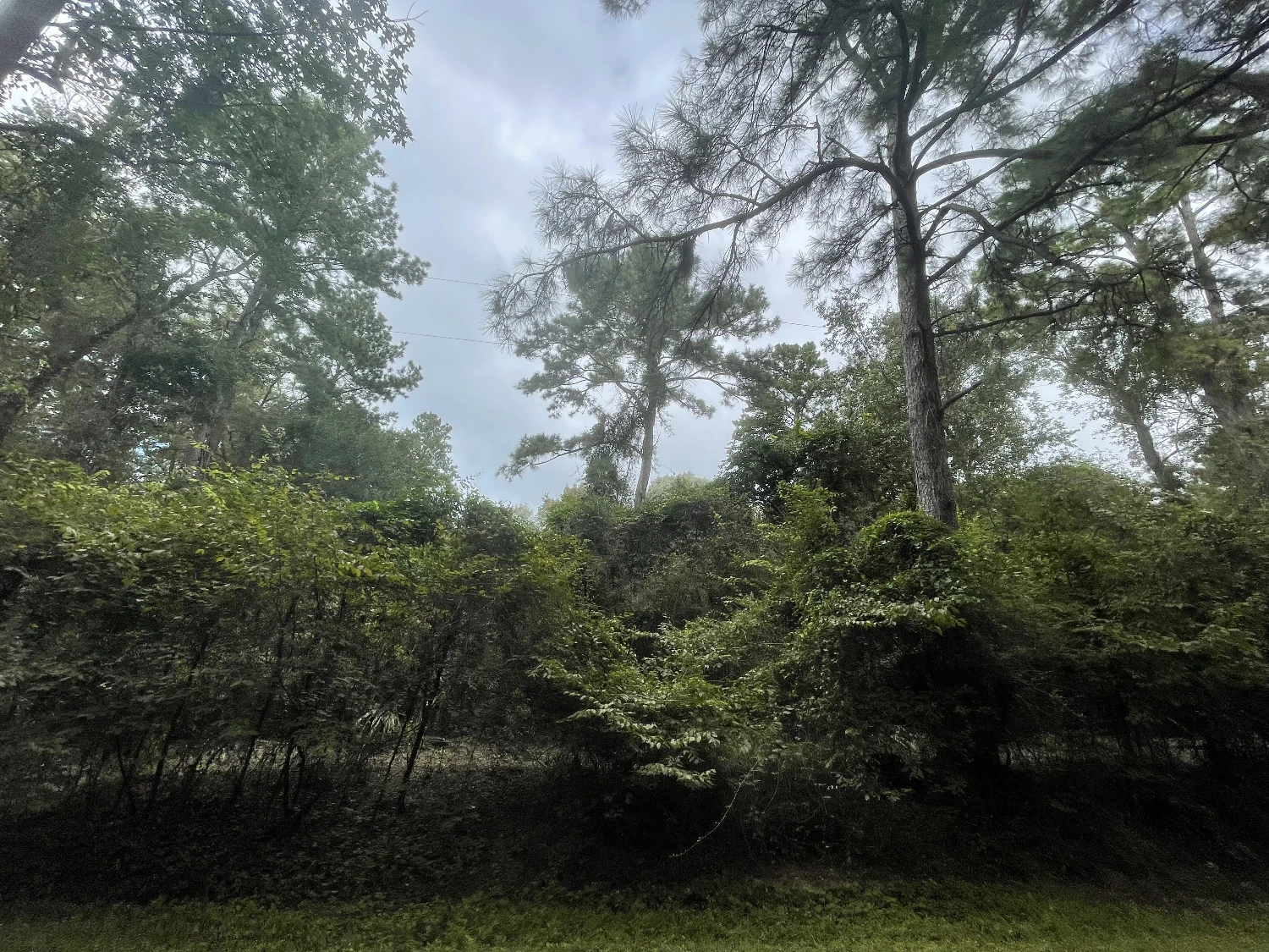 10ac Magnolia/ The Woodlands