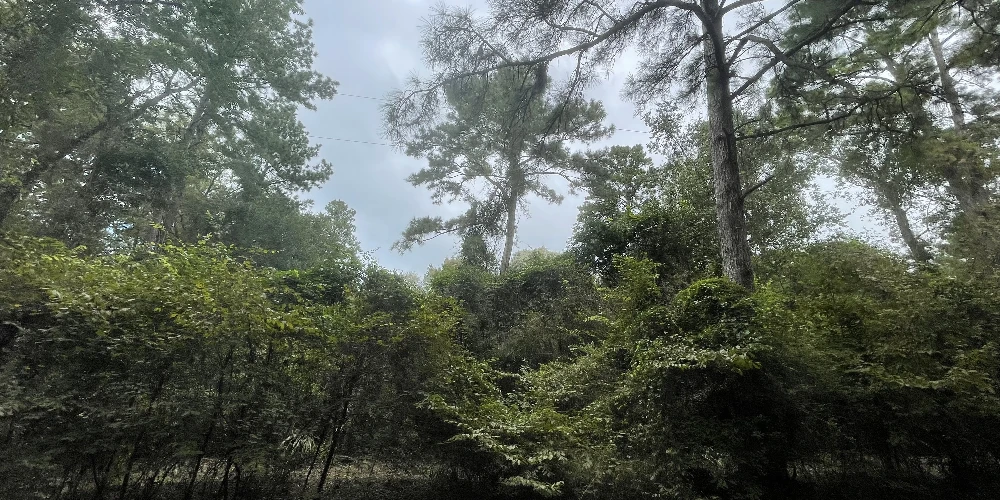 10ac Magnolia/ The Woodlands