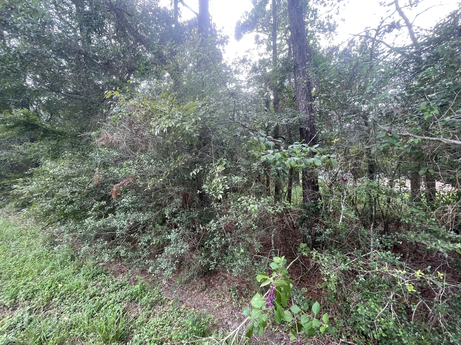 10ac Magnolia/ The Woodlands