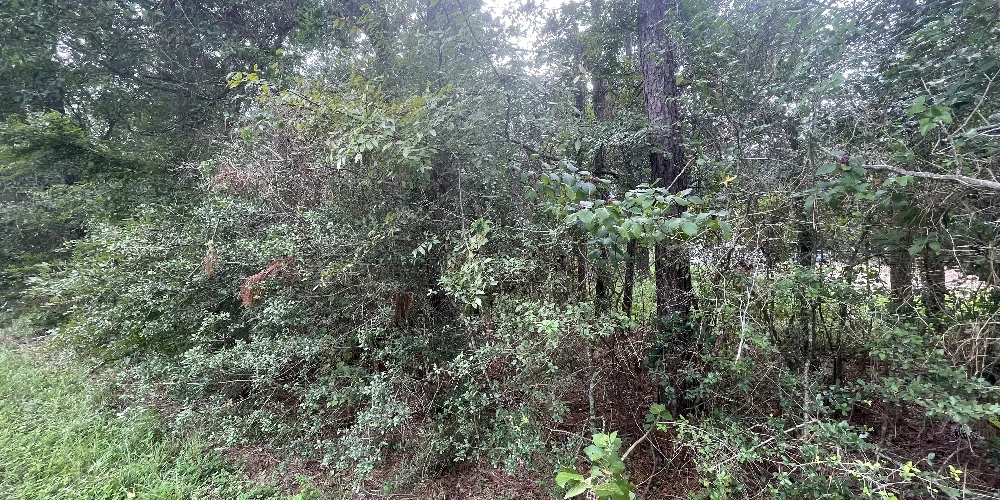 10ac Magnolia/ The Woodlands