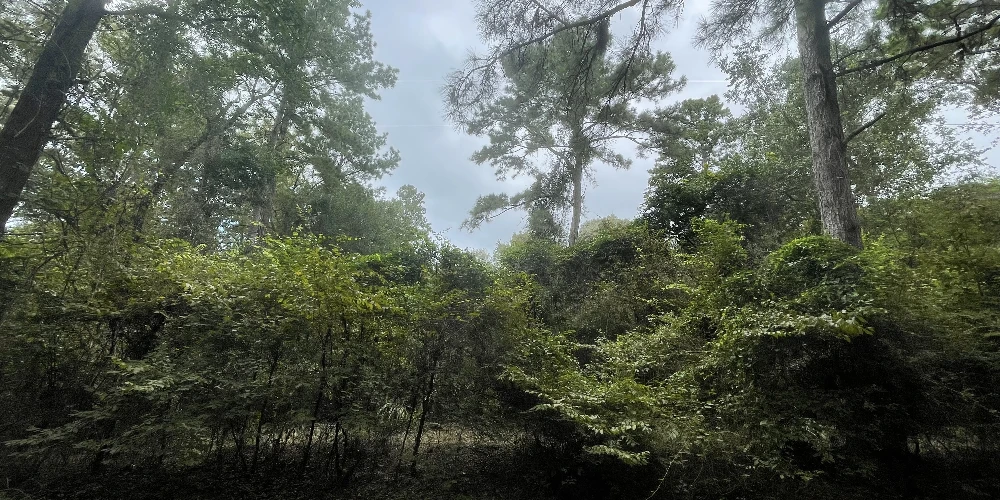 10ac Magnolia/ The Woodlands