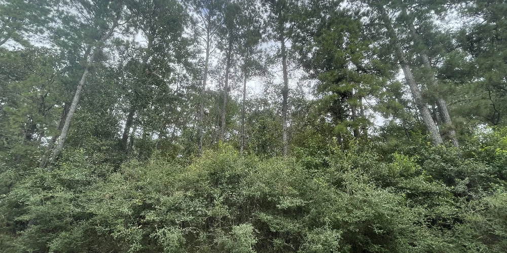 10ac Magnolia/ The Woodlands